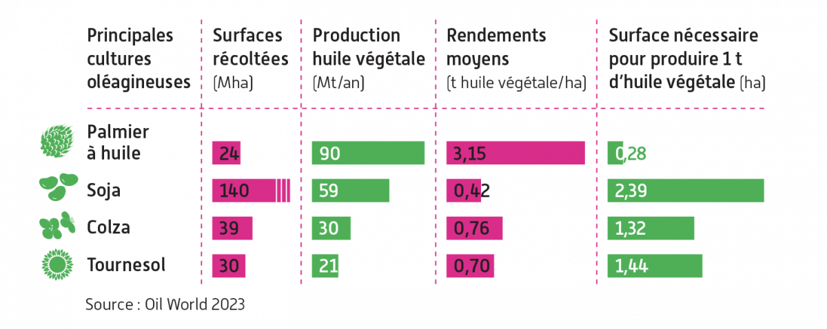 Le palmier à huile, champion de la production de corps gras végétaux sur trois continents producteurs